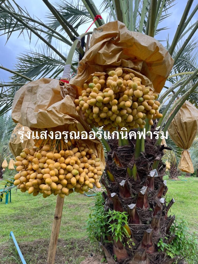 อินทผลัมผลสด