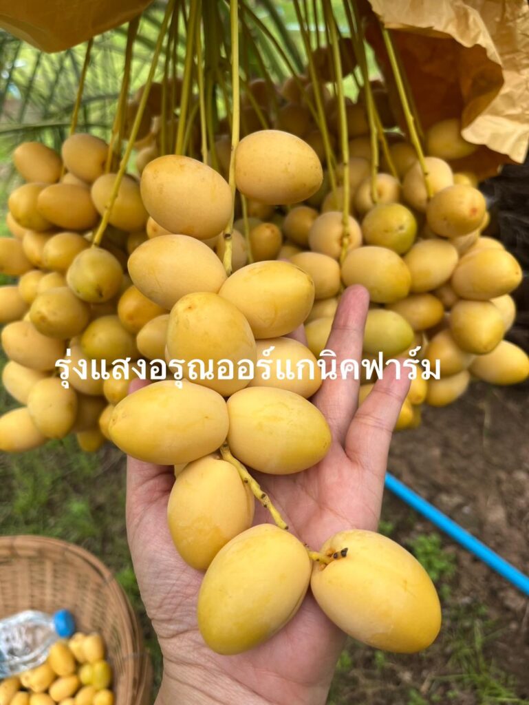 รุ่งแสงอรุณออร์แกนิคฟาร์ม